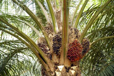 Palm Fruit Cluster Coconut Research Center
