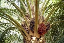 palm fruit in the tree