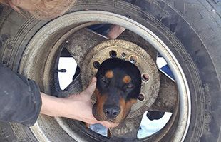 Dogs head stuck in tire rim