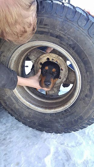 Dog's. head stuck in a car wheel