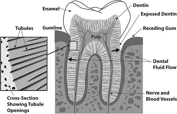 Tubule function in the teeth.