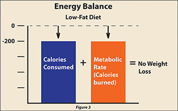 Metabolism adjusts to calorie intake