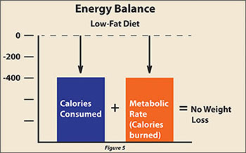 Metabolism again slows dow to match calorie intake