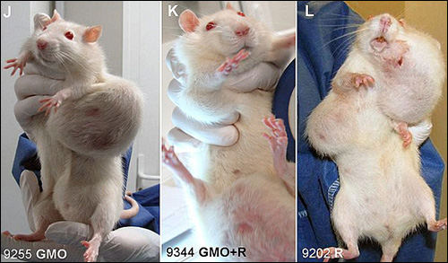 Rats with tumors from genetic enginering