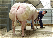 Genetically Modified Bull