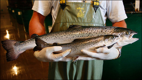 Genetically Engineered Salmon