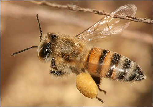 Honey Bee