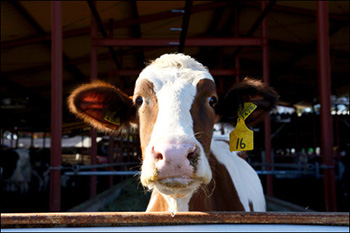 Hornless Cow