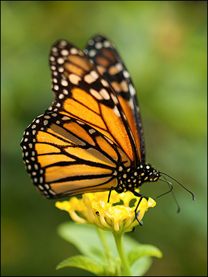 Monarch Butterfly