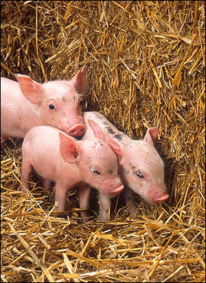 Baby Piglets