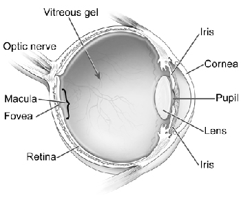 Diagram of the parts of the eyeball.