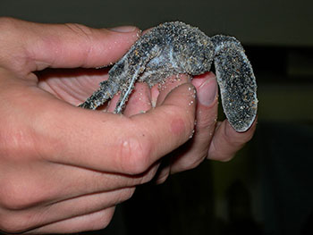 Baby sea turtle.