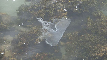 Plastic trash looks like a jellyfish.