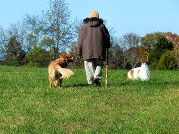 Healthy exercise walking dogs