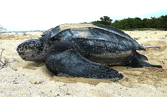 Leatherback sea turtle.