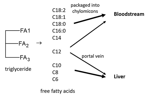 Hydrolysis of triglycerides