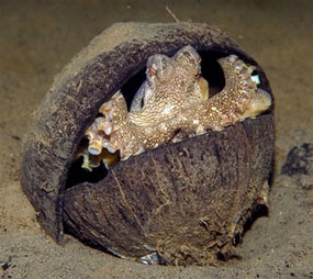 Octopus using a coconut shell for a home