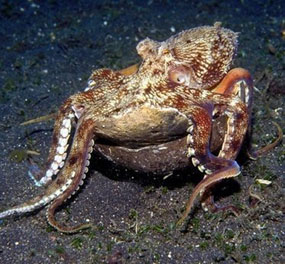 Octopus carrying a coconut shell