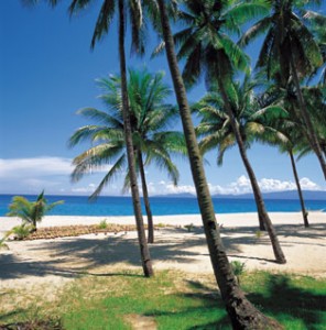 Palm trees by the beach with coconuts in the sand.