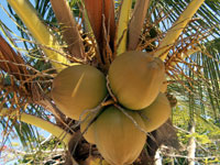 Cluster of green coconuts on a coconut palm.
