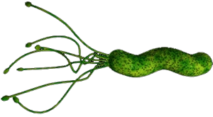 Helicobacter pylori bacterium